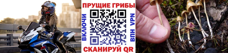 Псилоцибиновые грибы Psilocybe  Себеж 